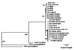 Thumbnail of Phylogenetic inference relationships of the open reading frames encoding the viral hemagglutinin protein of various monkeypox virus isolates and selected strains of vaccinia, variola, and cowpox viruses. Nucleotide sequences of polymerase chain reaction-generated amplicons were analyzed using PAUP parsimony analysis software version 3.1.1, as described (10). Parsimony analysis used 5,000 bootstraps and weighted the sequences for a transition-transversion ratio of 2 (bootstrap confid