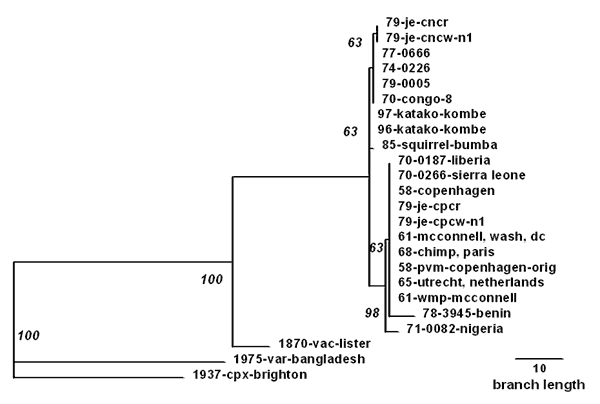 Phylogenetic inference relationships of the open reading frames encoding the viral hemagglutinin protein of various monkeypox virus isolates and selected strains of vaccinia, variola, and cowpox viruses. Nucleotide sequences of polymerase chain reaction-generated amplicons were analyzed using PAUP parsimony analysis software version 3.1.1, as described (10). Parsimony analysis used 5,000 bootstraps and weighted the sequences for a transition-transversion ratio of 2 (bootstrap confidence interval