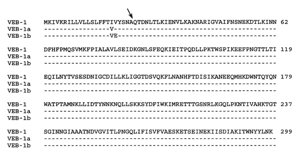 Comparison of the amino acid sequence of VEB-1, VEB-1a, and VEB-1b beta-lactamases from Pseudomonas aeruginosa JES from Thailand and KU-1 and KU-2 from Kuwait. Dashed lines indicate identical amino acids. Arrow indicates position of the putative cleavage site of the peptide leader. Numbering is according to Ambler designation (12).