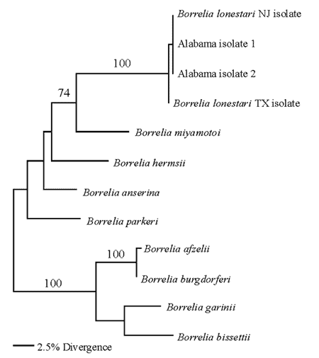 Maximum parsimony phylogenetic tree generated by using PAUP. Numbers indicate parsimony bootstrap scores for the branch. Only bootstrap scores &gt;70 are included in the phylogenetic tree.
