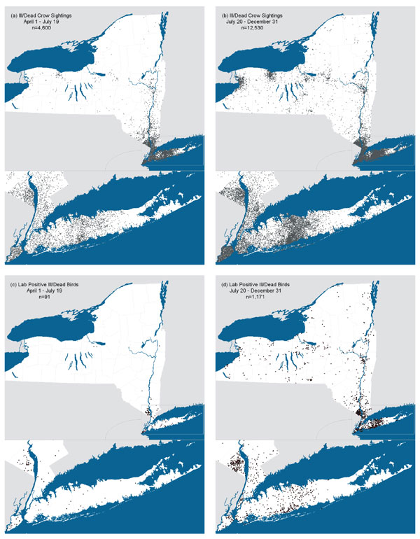 Maps of ill or dead crow sightings (a,b) and West Nile virus-positive dead birds of any species (c,d), New York State, 2000.