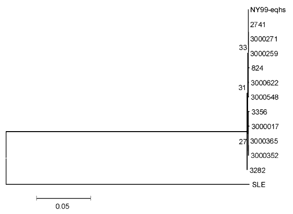 Phylogenetic relationships among West Nile virus strains collected in 2000. This tree is based on the 1503-bp envelope gene. Distance analysis based on Kimura 2-parameter distance including both transitions and transversions. Numbers at the nodes are bootstrap confidence estimates based on 500 replicates
