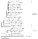 Thumbnail of Phylogentic trees based on nucleic sequence data of E-glycoprotein gene fragments of 254 bp. GenBank accession numbers for the sequences included in the tree are indicated.