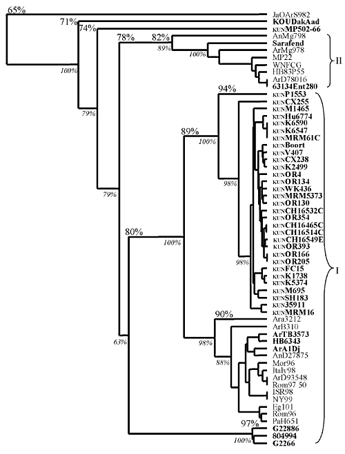 Phylogenetic tree constructed by the neighbor-joining algorithm based on E gene nucleic acid sequence data. Numbers above branches indicate average percentage nucleotide similarity between limbs, while the values in italics indicate the percentage bootstrap confidence levels. Isolates highlighted in bold are sequences obtained in this study. Dendrogram outgrouped with the Japanese encephalitis isolate, JaOArS982 (30; GenBank Accession Number M18370).