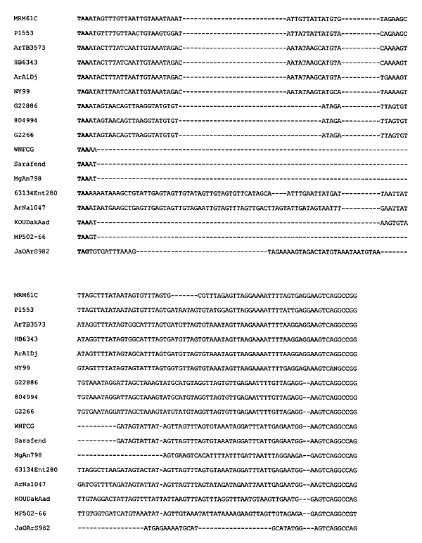 Nucleotide sequence alignment of the 3'UTR (untranslated region) proximal to the open reading frame stop codon (shown in bold) showing distinctive insertions or deletions. Alignment was performed with the Clustal W program.