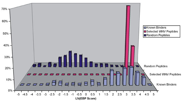 EpiMatrix HLA B*07 score distributions for a random set of 10,000 peptides (dark blue), a set of 20 West Nile (WN) virus peptides selected for screening (magenta), and a set of known HLA B*07 ligands (light blue) are compared. The natural log of estimated binding potential (EBP) for all three sets (random, known binders, and WN virus selections) fell within the range -5 to 5. Scores for the set of WN virus peptides selected for this study are higher than those of most random peptides and are wit