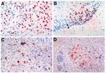 Thumbnail of Immunohistochemical detection of West Nile virus antigen in brains of inoculated hamsters. The photomicrographs demonstrate strong cytoplasmic staining (red color) of large and small neurons in different regions. A. Cerebral cortex, day 8 postinfection. B. Hippocampus, day 7. C. Basal ganglia, day 7. D. Brain stem, day 10. Magnification: A-C 100x; D 50x.