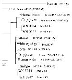 Thumbnail of Phylogenetic comparison of human West Nile virus isolates from the Israel 2000 outbreak with sequences from the EMBL/GenBank database. The PHYLIP DNA Maximum Likelihood program (bootstrap = 100) was used to compare a 1,648-nt sequence encoding the PreM, M gene, and part of the E gene from the four human outbreak isolates with nine sequences from the EMBL/GenBank database (accession numbers in parentheses) and one from a 1999 isolate from an Israeli White-eyed Gull. CSF = cerebrospin