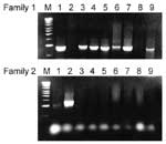 Thumbnail of Polymerase chain reaction for PspA families 1 and 2: lanes 1 and 2 were controls for families 1 and 2, respectively. Lanes 3 to 7 and 9 (Co-24, Co-25, Co-26, Co-27, Co-28, Co-29, Co-30 isolates) were family 1. Lane 8 (Co-29) did not amplify with either family. The molecular weight was 1-kb ladder DNA (Promega).
