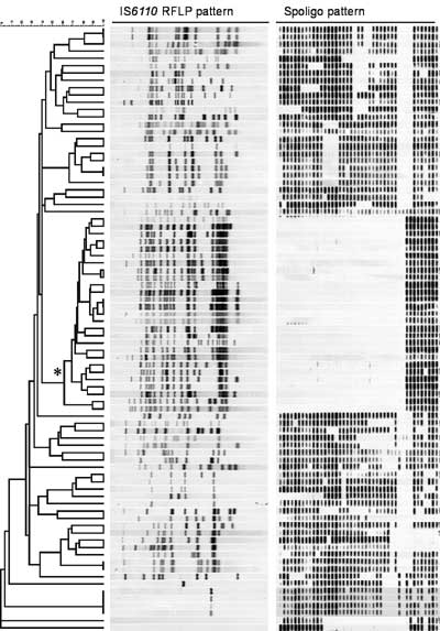 Dendrogram showing similarity of the 83 IS6110 restriction fragment length polymorphism patterns of Mycobacterium tuberculosis isolates from Jakarta, in combination with the respective spoligotype patterns. The branch in the dendrogram representing Beijing genotype isolates is indicated with an asterisk (*).