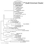 Thumbnail of Phylogenetic relationships of the N gene sequences from genotype D6 viruses from Brazilian, South American, and European sources. Tree shows representative genotype D6 sequences from Brazil, Argentina, Uruguay, and Bolivia, and viruses imported into the United States from Brazil (South American cluster) compared with genotype D6 sequences of viruses isolated in Europe or imported into the United States from European sources. Also shown are the sequences of the World Health Organization reference strains for each genotype.