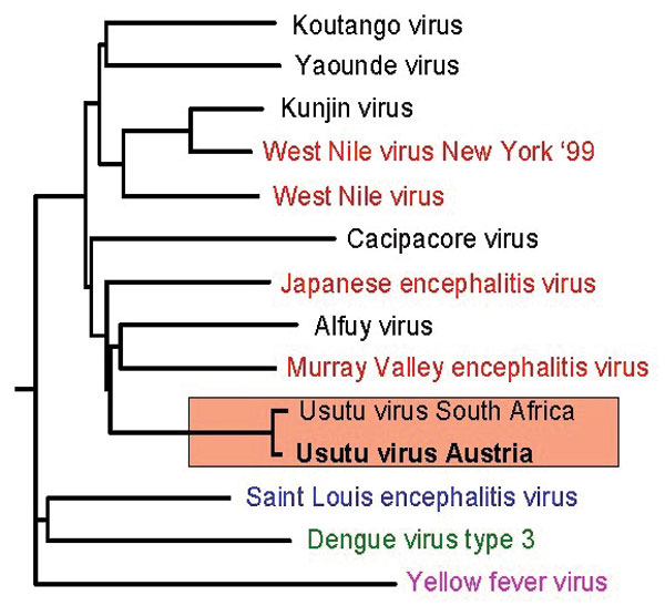 Phylogenetic analysis of several members of the Japanese encephalitis virus (JEV) group and selected other mosquito-borne flaviviruses demonstrates the close genetic relationship of the Austrian Usutu virus (USUV) isolate with the South African USUV (red underlay); well-known members of the JEV group are highlighted in red; distinct branches are formed by Saint Louis encephalitis virus, Dengue virus (type 3), and Yellow fever virus. The partial nucleotide sequence of the Austrian USUV isolate used in the phylogenetic tree has been deposited in the GenBank database under accession no. AF452643.