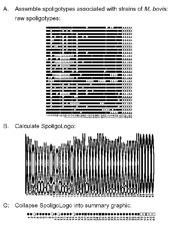 Logo analysis on spoligotypes associated with Mycobacterium bovis. The Wadsworth Center database contains 28 unique spoligotypes from strains of M. bovis. Panel A illustrates the raw hybridization data followed by the same patterns coded for logo analysis. To be compatible with WebLogo analysis, patterns were converted to a 43-character–long string consisting of the letters x and o. The letter x represents a positive hybridization, and o represents no hybridization detected for each of the 43 spacer sequences. Panel B is the graphic output from WebLogo. Numbers in each panel represent the spoligotype assay spacer sequences 1–43. Panel C shows the summary graphic of the spoligotypes by collapsing the data into a single row. Legend: x=hybridization observed to spacer, o= no hybridization observed to spacer, ■= positive hybridization in every spoligotype pattern for that individual spacer sequence, □= no hybridization, ●=positive hybridization in &gt;50% of the patterns, ○= no hybridization in &gt;50% of the patterns.