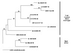 Thumbnail of Maximum likelihood phylogram of African Rift Valley fever virus strains (see Table 2) and mosquito isolate from the Kingdom of Saudi Arabia based on a 655-bp DNA fragment from the M segment (4).