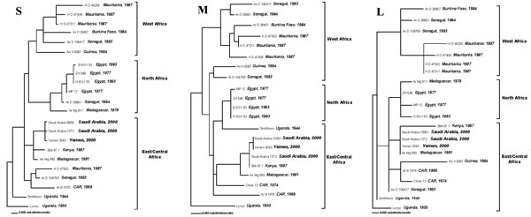 Phylogenetic relationship of the S, M, and L RNA segments of Rift Valley fever viruses. Maximum likelihood analysis of the nucleotide (nt) sequence differences among a 661-nt region of S RNA segment (Panel A), a 708-nt region of the M RNA segment (Panel B), and a 176-nt region of the L RNA segment (Panel C) of RVF viruses was performed by using PAUP4.0b10 (Sinauer Associates Inc., Sunderland, MA).