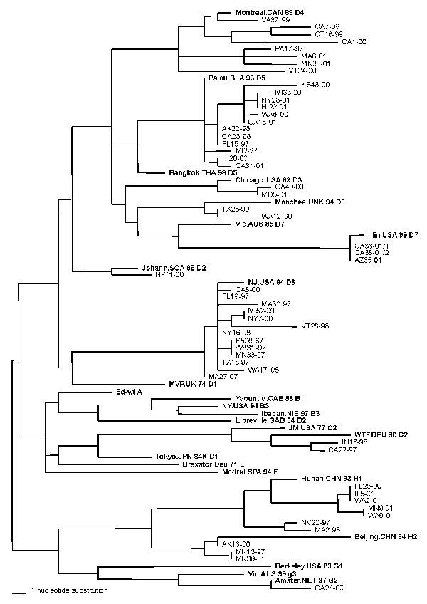 Genetic relationship between measles viruses isolated in the United States in 1997–2001 and the reference strains established by the World Health Organization (WHO) (20). Phylogenetic tree was based on the nucleotide sequences coding for the COOH-terminus of the nucleoprotein. Strain abbreviations are given in Table 1. Reference strains as established by WHO are shown in bold and designated by their genotype name. The length of the horizontal scale bar represents one nucleotide change.