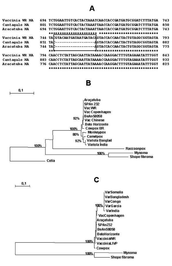 (A) Nucleotide sequence of the Araçatuba virus hemagglutinin (HA) and comparison with same sequences from Cantagalo virus and vaccinia virus–Western Reserve (WR). Box indicates deletion region conserved in the sequences of both Araçatuba and Cantagalo viruses, but not in vaccinia virus, Western Reserve (WR). Star (*) indicates regions conserved in all three viruses. (B) Phylogenetic tree constructed based on the nucleotide sequence of poxvirus thymidine kinase genes. Nucleotide sequences were ob