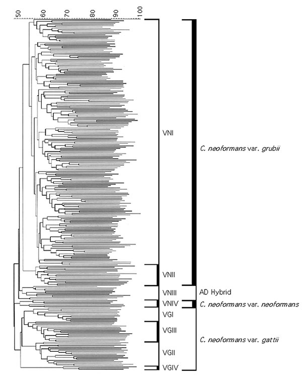 Dendrogram of the polymerase chain reaction-fingerprinting patterns obtained with the primer M13 from a selection of the IberoAmerican isolates studied. All the isolates fall into eight major molecular types, which fall into three major groups corresponding to Cryptococcus neoformans var. grubii, serotype A, with two molecular types VNI and VNII; C. neoformans var. neoformans, serotype D, with the molecular type VNIV; and C. neoformans var. gattii serotypes B and C, with the molecular types VGI,
