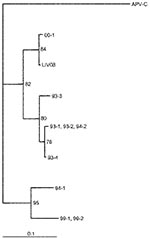 Thumbnail of The phylogenetic relationship of human metapneumovirus from Liverpool (LIV08) to those from Holland and to avian pneumovirus. The divergence bar is shown at the bottom of the figure.