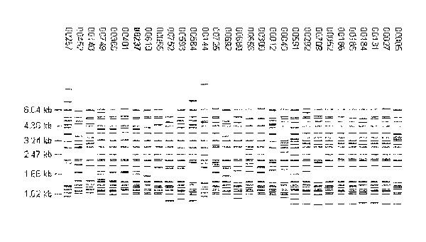 Examples of fingerprint patterns in the W-Beijing family that were visually identified as being similar to the prototype pattern, FP 00237.