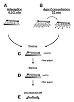 Thumbnail of Two step staining preparation of suspension samples. Please see text for details.