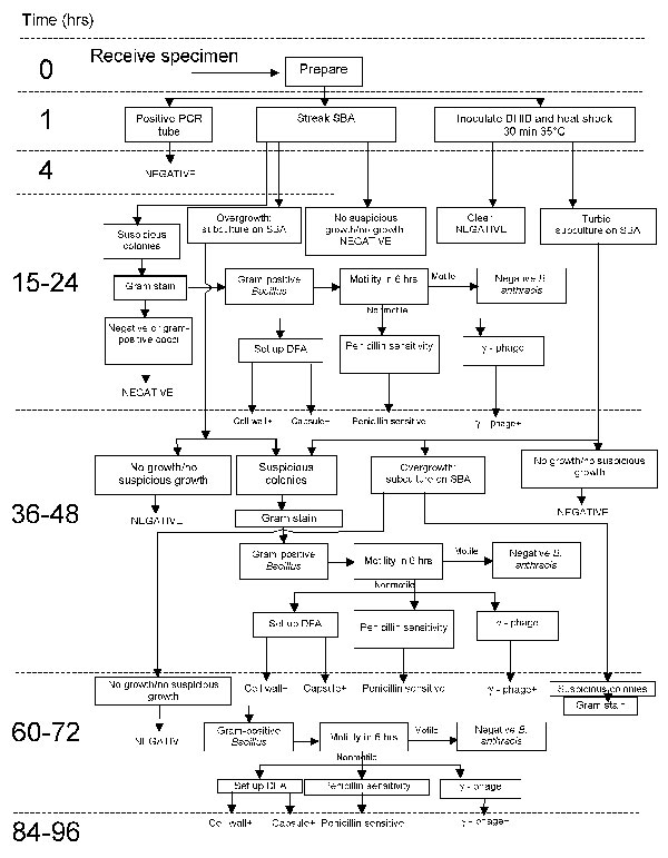 Chart tracking the time needed to report the status of a sample brought in for classical Bacillus anthracis testing at the New York Bioterrorism Response Laboratory. Negative samples with no suspicious growth could be reported in 24 hours. However, any samples with growth required some degree of subplating or culturing in brain heart infusion broth (BHIB), were heat shocked, and then tested. Reporting of final results on samples could take 3–4 days. SBA, sheep blood agar; CW, cell wall; CAP, capsule; DFA, direct fluorescent-antibody assay; PCR, polymerase chain reaction; Ph, phage; +, positive.