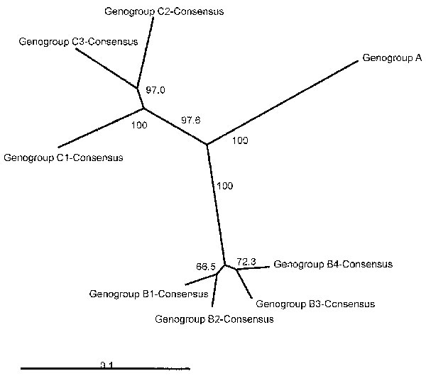 An overview of the genetic relationships of human enterovirus 71 (HEV71) strains isolated from 1970 through 2002. Unrooted cladogram shows the genogroup relationships of HEV71 based on an alignment of the partial VP4 gene (nucleotide positions 744–950) consensus sequences for genogroups B1, B2, B3, B4, C1, C2, and C3. The complete VP4 gene sequence of the prototype strain BrCr-CA-70 (30) was used as an outgroup in the analysis. The bootstrap values in 1,000 pseudoreplicates for major lineages wi