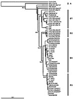 Thumbnail of Phylogenetic relationships of human enterovirus 71 (HEV71) strains belonging to genogroup B (21). Dendrogram shows the genetic relationships among 56 HEV71 strains belonging to genogroup B, based on the alignment of the complete VP4 gene sequence (nucleotide positions 744-950). Details of the HEV71 strains included in the dendrogram are provided in Appendix Tables 1 and 2. Branch lengths are proportional to the number of nucleotide differences. The bootstrap values in 1,000 pseudore