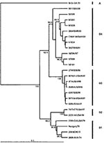Thumbnail of Phylogenetic relations of human enterovirus 71 (HEV71) strains belonging to genogroup B (21). Dendrogram shows the genetic relationships among 24 HEV71 strains belonging to genogroup B, based on the alignment of a partial VP1 (nucleotide positions 2442–3281) or complete VP1 (nucleotide positions 2442–3332) gene sequences. Details of the HEV71 strains included in the dendrogram are provided in Appendix Tables 1 and 2. Branch lengths are proportional to the number of nucleotide differ