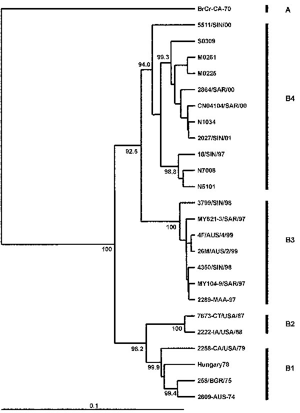 Phylogenetic relations of human enterovirus 71 (HEV71) strains belonging to genogroup B (21). Dendrogram shows the genetic relationships among 24 HEV71 strains belonging to genogroup B, based on the alignment of a partial VP1 (nucleotide positions 2442–3281) or complete VP1 (nucleotide positions 2442–3332) gene sequences. Details of the HEV71 strains included in the dendrogram are provided in Appendix Tables 1 and 2. Branch lengths are proportional to the number of nucleotide differences. The bo