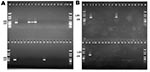 Thumbnail of Agarose gel electrophoresis of integrase gene polymerase chain reaction (PCR) amplification products. A: PCR products of class 1 integrase gene intI1. Lane M; molecular marker; lanes 1 and 19: no template (negative) control; lanes 2 and 20: positive control (In2); lanes 3–36: multiple drug–resistant isolates. B: PCR products of class 2 integrase gene intI2. Lane M: molecular marker; lanes 1 and 19: no template control (negative) control; lanes 2 and 20: positive control (Tn7); lanes