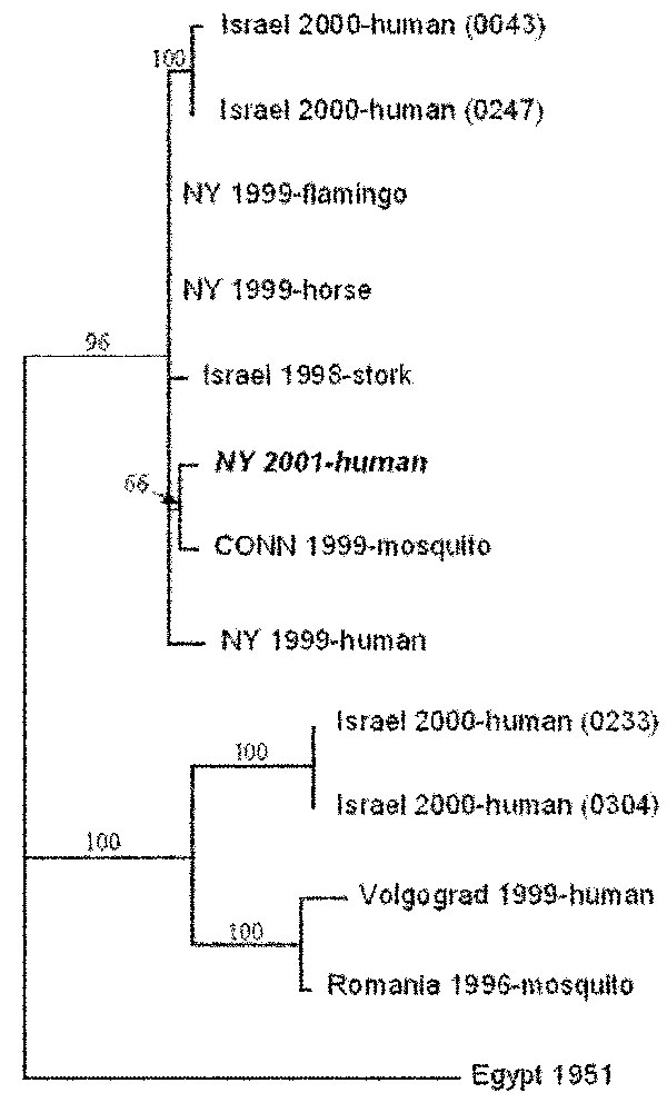 Phylogenetic relationships among West Nile virus strains. Sequence data from the present case are shown in italics. The tree is based on the 1,648-bp fragment encoding the preM, M, and part of the 5′-E gene. Numbers at the nodes are bootstrap confidence estimates based on 1,000 replicates.