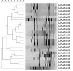 Thumbnail of Dendrogram showing pulsed-field gel electrophoresis of Campylobacter isolates using SmaI.