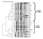Thumbnail of Pulsed-field gel electrophoresis patterns of meningococcal serogroup Y strains isolated from persons &gt;25 years during 1992–1999. Culture date and sequence type are listed to the right of the dendrogram.