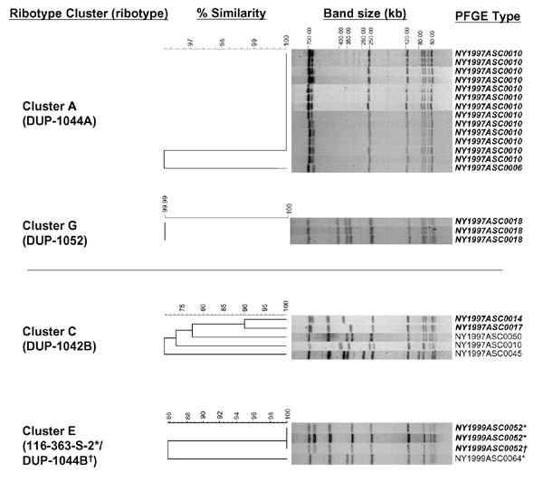 Comparison of AscI pulsed-field gel electrophoresis (PFGE) patterns for isolates from selected ribotype clusters. AscI PFGE types are shown for two clusters representing epidemiologically confirmed outbreaks (A and G), one ribotype cluster that was further discriminated by PFGE typing (C), and one cluster with overlapping PFGE and ribotype clusters (E). Isolates with <3 bands difference are shown in bold. The percent similarity does not reflect true phylogenetic distance.