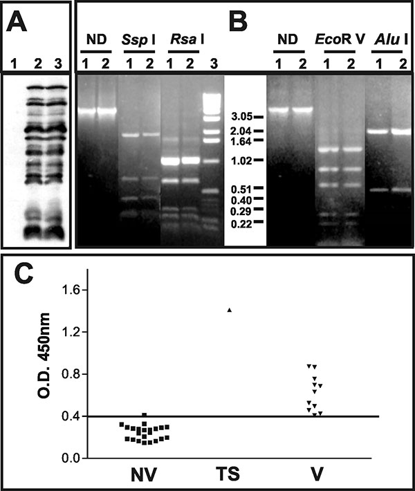 Characterization of the pustular fluid and serologic responses to vaccinia virus antigens. A) Western blot analysis of BSC-40 cells mock-infected (1); infected with vaccinia virus WR (2); or infected with 20 μL of the pustular fluid (3). Molecular weights are expressed in kDa. B) Polymerase chain reaction–restriction fragment length polymorphism analysis of vaccinia virus genome regions. Amplicons corresponding to the A24R gene or the segment between the B9R and B14R genes were digested or not (