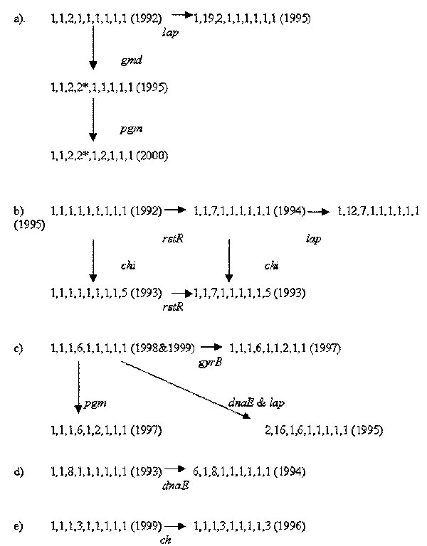 Five groups of related sequence types of Vibrio cholerae O139.