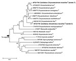 Thumbnail of 16S rDNA tree showing relationship of isolates 6 and 7 with related Flavobacteriaceae. The tree was constructed by using the neighbor-joining method, based on the nearly complete sequence (1,283 nt) of the 16S rDNA gene. Bootstrap values resulting from 100 replications are at branch points. Staphylococcus aureus was used as an outgroup.