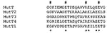 Thumbnail of MutT proteins’ sequences alignment. Mycobacterium tuberculosis Rv2985(MutT1), Rv1160(MutT2), Rv0413(MutT3), and Rv3908(MutT4) were selected from the M. tuberculosis genome because of their annotation or after a BLAST analysis. These sequences were compared to Escherichia coli mutT by using alignments available from: http://www.biochem.uthscsa.edu/~barnes/mutt.html. The detected region of similarity is shown here. #, absolutely conserved residues; *, residues that are strongly conser