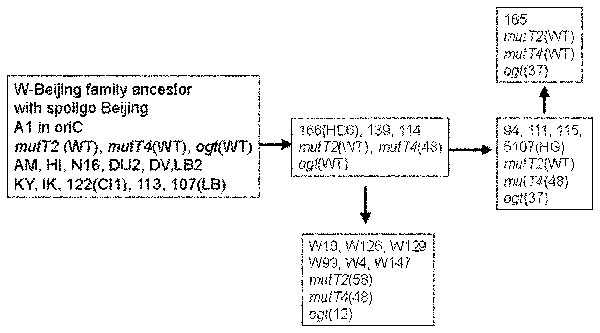 Schematic representation of a plausible pathway to explain the accumulation of mutations in mut genes.