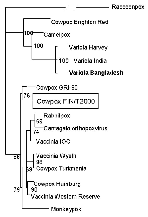 Phylogenetic tree of selected orthopoxvirus hemagglutinin genes based on Clustal X alignment and the maximum likelihood method TreePuzzle. Virus sequences used for the analysis were raccoonpox as an outgroup (GenBank accession no. M94169); cowpoxvirus strains Brighton Red (AF482758), FIN/T2000 (AY366477), GRI-90 (Z99047), Hamburg (Z99050), and Turkmenia (Z99048); vaccinia virus strains IOC (AF229248), Western Reserve (M93956), and Wyeth (Z99051); variola virus strains Bangladesh (L22579), Harvey