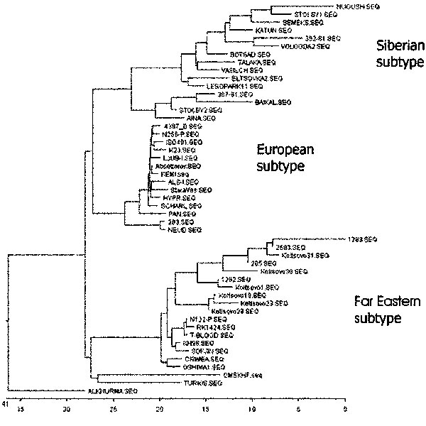 Phylogenetic tree illustrating the genetic relationship of hemorrhagic tick-borne encephalitis virus variants with prototype strains from other subtypes of the virus (generated for nucleotide sequences of protein E gene, fragment 1,192−1,669). Nucleotide and deduced amino acid sequences were aligned by using Clustal X and MEGALIGN v4.04. Phylogenetic tree was constructed by MEGA v2.1. GenBank data were used for comparison of strains of tick-borne encephalitis viruses with another tick-borne flav