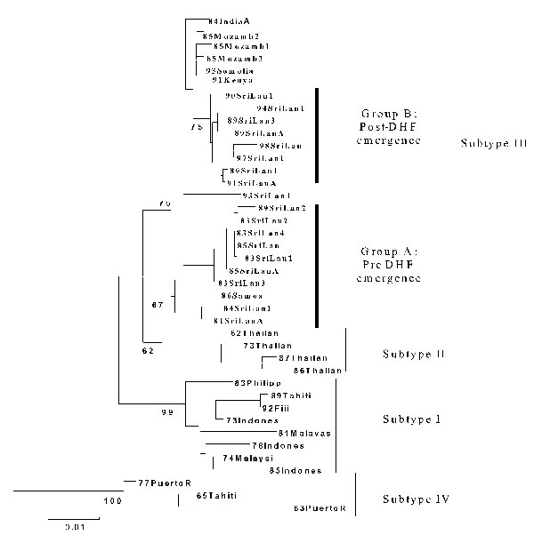 Phylogenetic tree of established dengue virus 3 subtypes (23) and the relationship of Sri Lanka pre– and post–dengue hemorrhagic fever dengue virus 3 (DENV-3) isolates to the established subtypes. This tree is based on a 708-base segment, positions 437 to 1145, spanning pre-M/M and a portion of the E gene. Scale bar shows number of substitutions per bases weighted by Tamura-Nei algorithm. Horizontal distances are equivalent to the distances between isolates. Numbers at nodes indicate bootstrap s