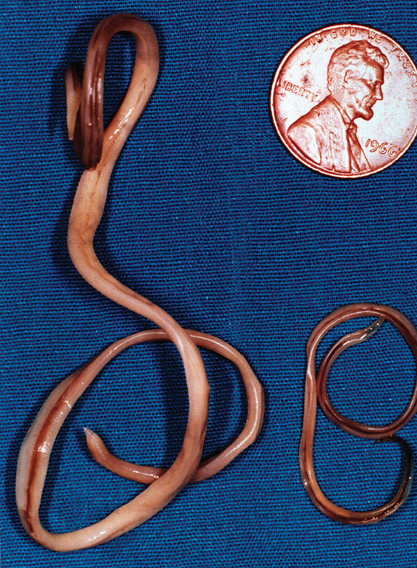 Adult Baylisascaris procyonis removed from the small intestine of a raccoon. Adult females (left) are about 24 cm long; males (right) are about 12 cm long. (Reprinted from Clinical Microbiology Newsletter 2002;24:1–7; with permission from Elsevier Science).