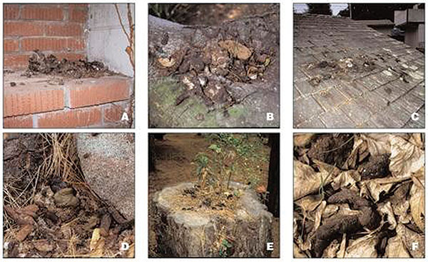 Typical raccoon latrines found in urban/suburban environments. (A) Latrine on a chimney ledge, illustrating the climbing abilities of raccoons and their tenacity in maintaining latrines. (B) Large latrine in the crotch of an oak tree approximately 3.5 m (15 feet) above ground. The sides of the tree were visibly stained with fecal residue that rain had washed down the trunk, contaminating a child’s play area below with Baylisascaris procyonis eggs. (C) Large latrine, in use for years on a house r