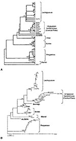 Thumbnail of A: Maximum parsimony phylogenetic tree B: Distance-based phylogenetic tree. The tree was built under the Tamura-Nei model of DNA substitution with estimation of the shape parameter of the gamma distribution (28). This model and the associated parameters resulted from testing our dataset with the program MODELTEST 3.06 (26). Both trees include Argentinean and Uruguayan hantaviruses from hantavirus pulmonary syndrome (HPS) case-patients and rodents. Hantavirus sequences from HPS case-