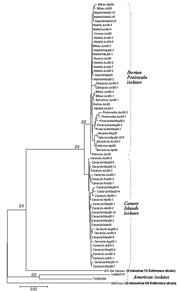 Phylogenetic tree of the VP1 3′ terminal region, which identifies the Spanish isolates as echovirus 13 (EV13) and differentiates two clusters (Iberian Peninsula and Canary Islands). The sequences included are, apart from the reference strains, all the Spanish EV13 (61 isolates and 3 sequences obtained directly from cerebrospinal fluid) and two American isolates. Model of nucleotide substitution: Kimura two parameters. Phylogenetic tree reconstructed with the neighbor joining method, and bootstra