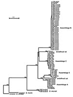Thumbnail of Phylogenetic relationships of Giardia parasites inferred by the neighbor-joining analysis of the triosephosphate isomerase (TPI) nucleotide sequences.