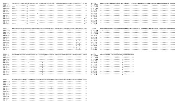 Variation in the triosephosphate isomerase (TPI) nucleotide sequences of G. duodenalis isolates belonging to the assemblage B. Twelve distinct subtypes of G. duodenalis based on the these sequences were evident within assemblage B. The isolates representing these subtypes (S1–S12) as follows: S1 (341, 2578, 2579, 2580, 2586, 2587, 2879, 2890, 2895, 2920, 2924, 2926, 2935, 4599, 4600); S2 (2582, 2583, 2589, 2932); S3 (2506, 2536, 2917); S4 (2590, 2887, 2913, 2915, 2930); S5 (2902); S6 (2877); S7