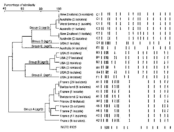 Pulsed-field gel electrophoresis (PFGE) pattern and phylogenetic tree of 117 community-acquired (CA)-methicillin resistant Staphylococcus aureus isolates from three continents. SmaI macrorestriction patterns were digitized and analyzed by using Taxotron software (Institut Pasteur, Paris, France) to calculate Dice coefficients of correlation and to generate a dendrogram by the unweighted pair group method using arithmetic averages (UPGMA) clustering. The scale indicates the level of pattern simil